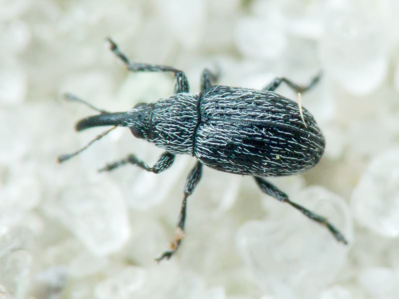 Squamapion atomarium (W. Kirby, 1808)